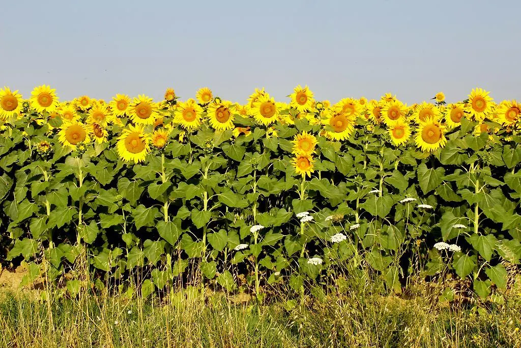 Farm stay Agriturismo Giuncola & Granaiolo Rispescia Italy
